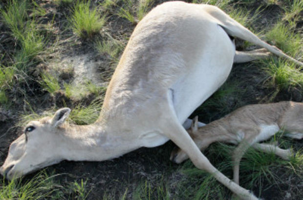Aniden ölen  200.000 antilobun katili belli oldu - Resim: 3