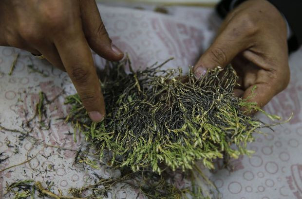 Halk havalotu diye biliyor Afyon'da bulundu adı Aziz Sancar oldu - Resim: 4