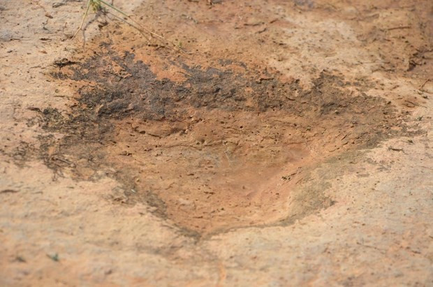 Bu ayak 150 milyon yıl öncesine ait yeni keşfedildi - Resim: 1