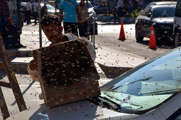 Kaçan arılar caddeyi sardı - Resim: 3