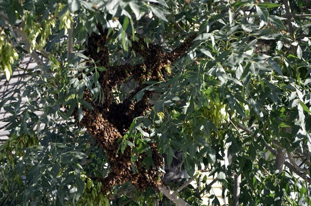Kaçan arılar caddeyi sardı - Resim: 4