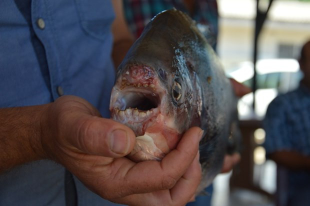İznik Gölü'nde dev pirana - Resim: 1