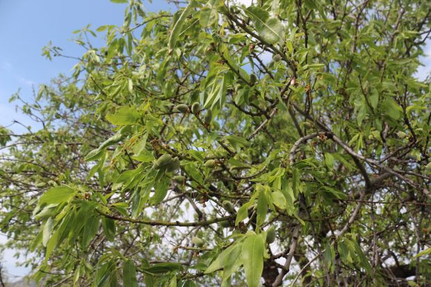 Muğla'da ağaçlar çağla vermeye başladı fiyatlar cep yaktı - Resim: 0