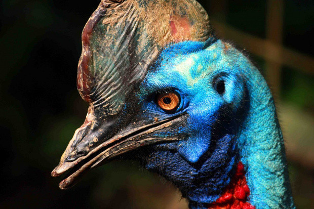 Cassowary kuşu nedir nasıl öldürür Cassowart deve kuşu özellikleri - Resim: 0