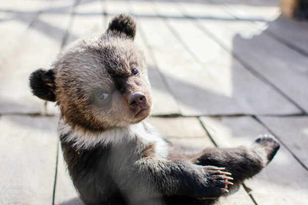 Rusya'daki bir otelde 2 yavru ayı ihbarı şaşkınlık yarattı - Resim: 0