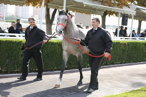 Arap atının fiyatı dudak uçuklattı! Lüks otomobiller daha ucuz - Resim: 1