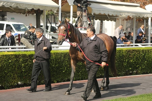 Arap atının fiyatı dudak uçuklattı! Lüks otomobiller daha ucuz - Resim: 2