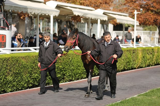 Arap atının fiyatı dudak uçuklattı! Lüks otomobiller daha ucuz - Resim: 3