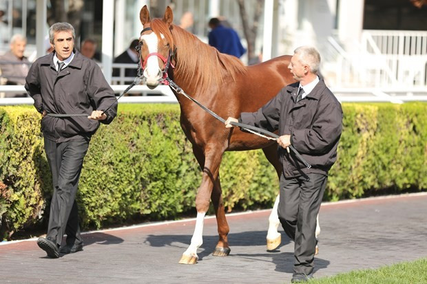 Arap atının fiyatı dudak uçuklattı! Lüks otomobiller daha ucuz - Resim: 4