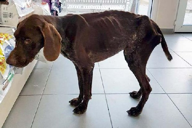 Köpeğe yaptıklarına bakın açlıktan ölüyordu! - Resim: 2