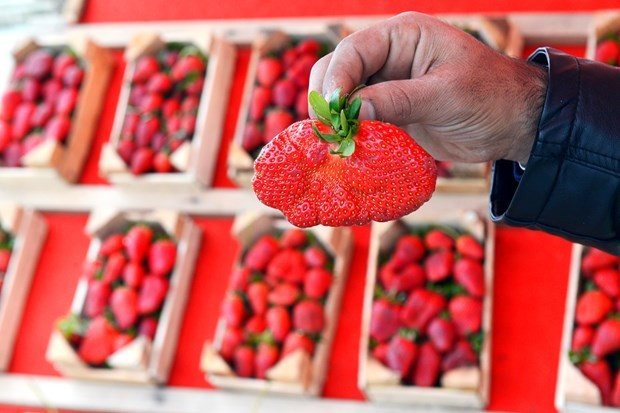 Çileğin tezgahlardaki şeklini gören hayret etti - Resim: 1