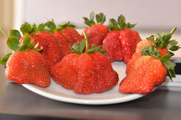 Çileğin tezgahlardaki şeklini gören hayret etti - Resim: 4