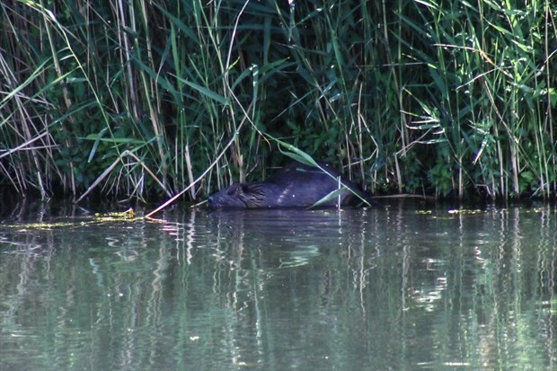 Ermenistan ve Rusya'dan kaçıp Ağrı Dağı'na yerleştiler - Resim: 1