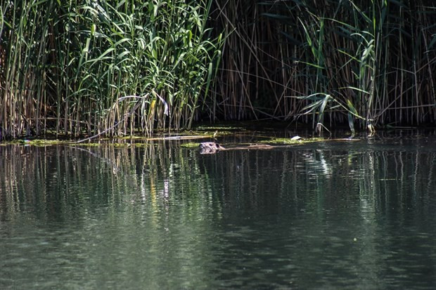 Ermenistan ve Rusya'dan kaçıp Ağrı Dağı'na yerleştiler - Resim: 2