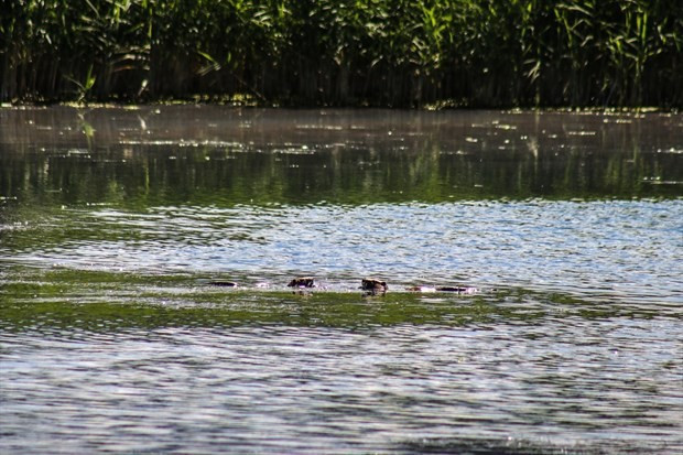 Ermenistan ve Rusya'dan kaçıp Ağrı Dağı'na yerleştiler - Resim: 3