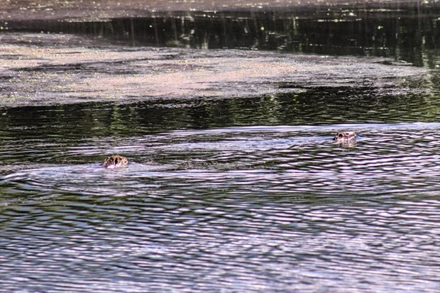 Ermenistan ve Rusya'dan kaçıp Ağrı Dağı'na yerleştiler - Resim: 4
