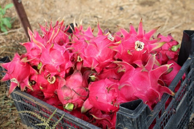 Antalya'da yetişen meyve kapış kapış satılıyor - Resim: 1