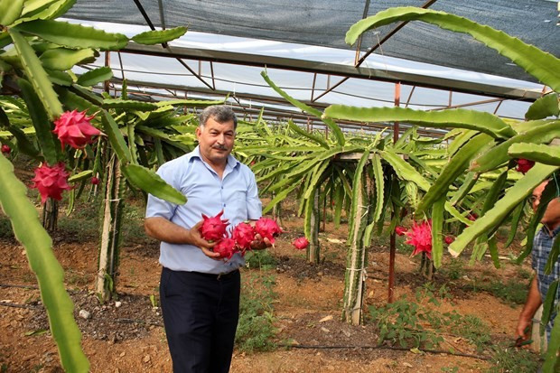 Antalya'da yetişen meyve kapış kapış satılıyor - Resim: 2