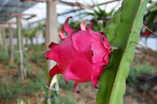 Antalya'da yetişen meyve kapış kapış satılıyor - Resim: 3