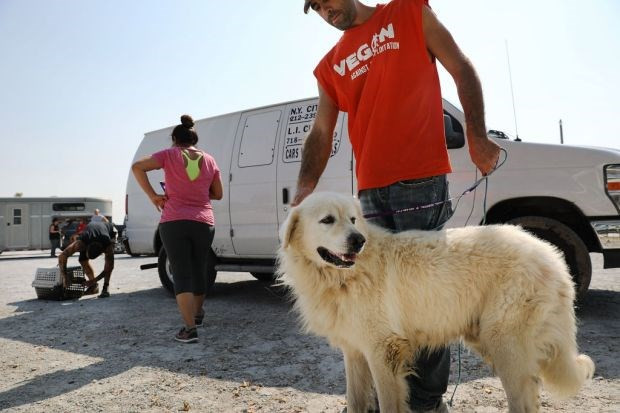 Fırtınada evcil hayvanlarını bırakana ceza geliyor - Resim: 2
