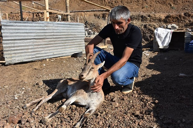 Çobandan 'helal olsun' dedirten hareket!  - Resim: 4