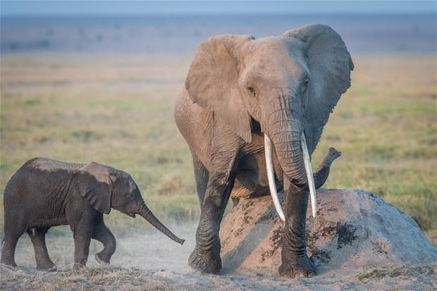 Çok nadir rastlanan o anlar böyle görüntülendi - Resim: 1