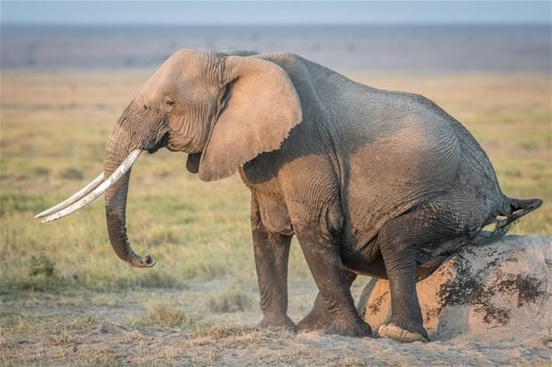 Çok nadir rastlanan o anlar böyle görüntülendi - Resim: 4