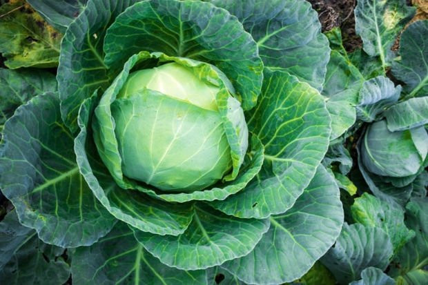 Folik asit nedir? Hangi yiyeceklerde bulunur? - Resim: 2