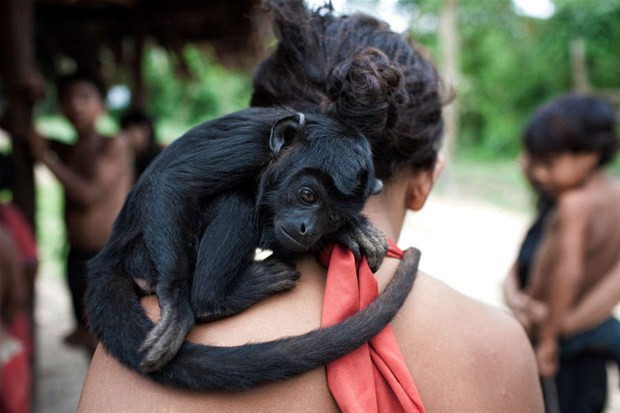 İlk kez görüntülendiler! Maymunlarla çocukları ayırmıyorlar - Resim: 1