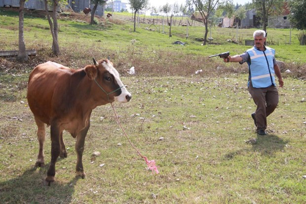 Bayramdan önce boğa yakalama tatbikatı - Resim: 2