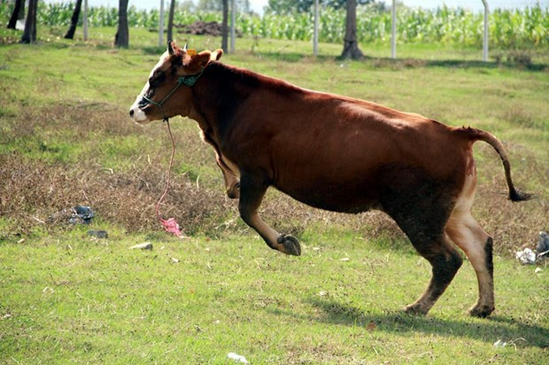 Bayramdan önce boğa yakalama tatbikatı - Resim: 3