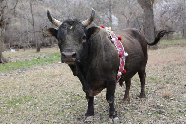 İnanılmaz! Sahibi ne yaparsa boğa da aynısını yapıyor - Resim: 1