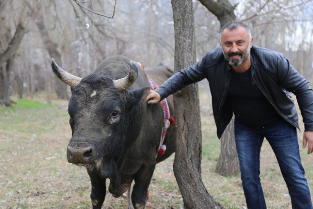 İnanılmaz! Sahibi ne yaparsa boğa da aynısını yapıyor - Resim: 0
