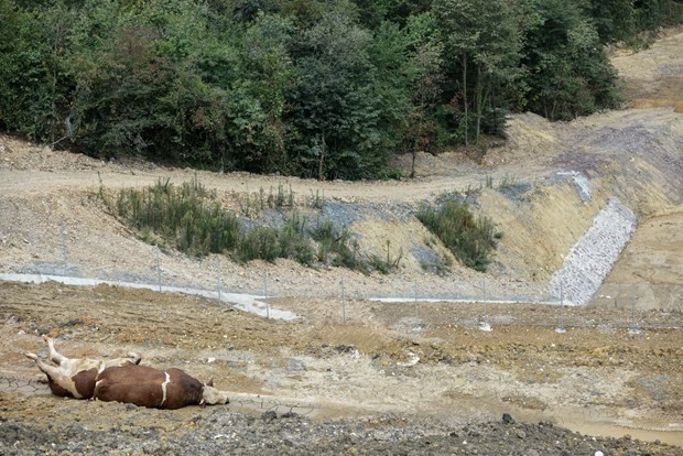 Kurbanlıklar havasızlıktan öldü! - Resim: 3