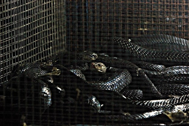 Yılanın kanından şurup yapıyorlar bir de yanına... - Resim: 3