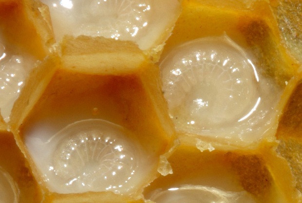 Arı sütünün mucizeleri inanılmaz - Resim: 2