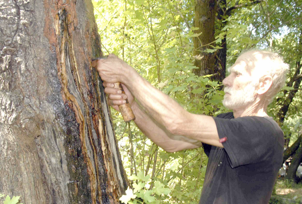 Ağaca yara açıp elde ediliyor! Bu yağın faydaları saymakla bitmiyor - Resim: 3