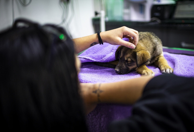 Ankara'da köpekleri zehirleyen 3 kişi için şaşırtan karar - Resim: 3