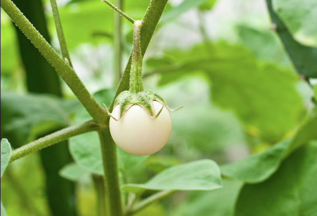 Görenler ne olduğunu anlamaya çalışıyor ama her derde deva - Resim: 2