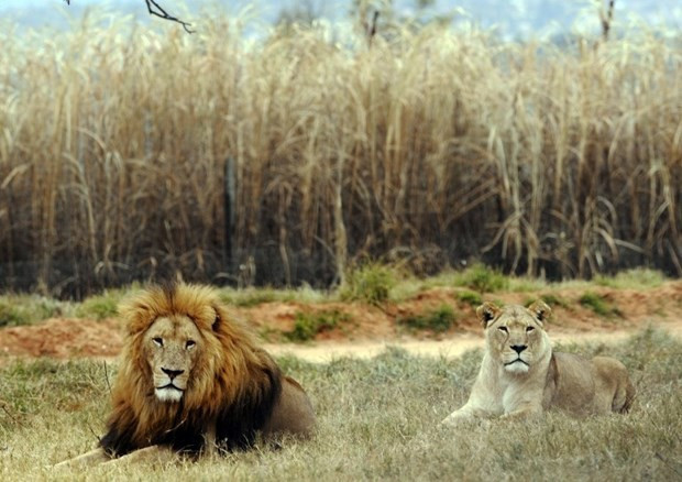Safari keyfi kabusa döndü! Öyle bir hata yaptı ki... - Resim: 2