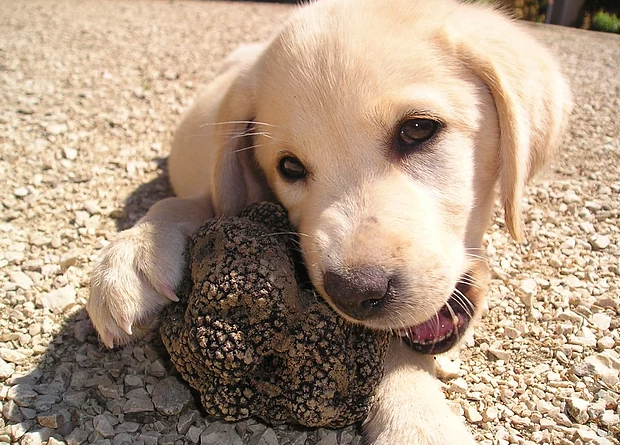 Görenler çürük sanıyor ama türünün en pahalı mantarı! Afrodizyak etkisi bulunuyor - Resim: 2