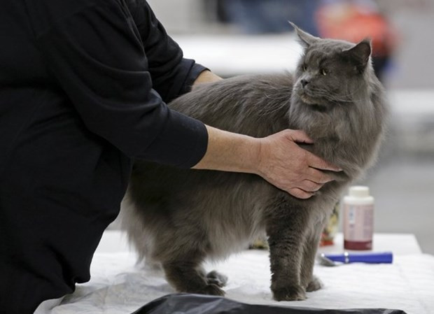 Kediler dünyayı işte böyle fethetmiş! - Resim: 4