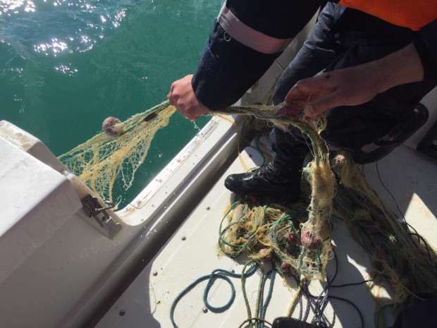 Van'da kaçak avlanılmış inci kefali ele geçirildi - Resim: 0