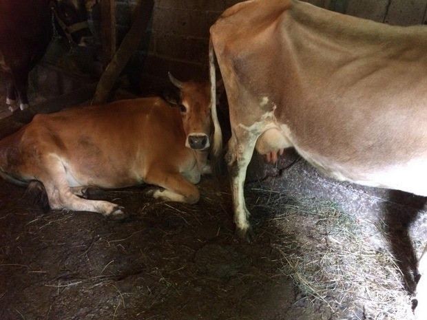 Trabzon'da selde hayvanları telef olan köylülere 40 bin TL'lik hibe desteği - Resim: 0