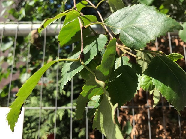 Nokia 3310 iPhone 7'ye karşı - Resim: 3