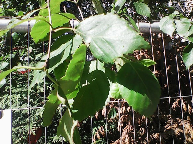 Nokia 3310 iPhone 7'ye karşı - Resim: 4