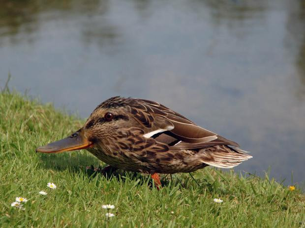 Boyunsuz hayvanlar alemi - Resim: 1