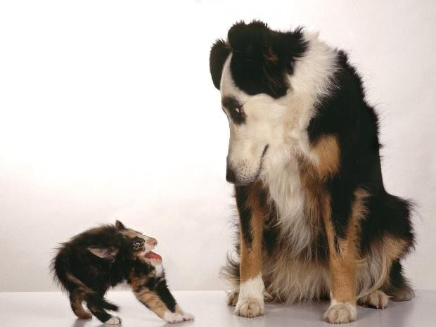 Boyunsuz hayvanlar alemi - Resim: 3