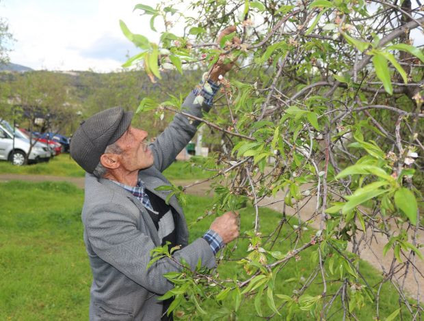 Muğla'da ağaçlar çağla vermeye başladı fiyatlar cep yaktı - Resim: 1