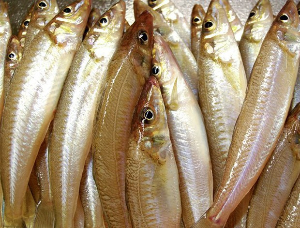 Hangi ayda hangi balık yenir? - Resim: 2